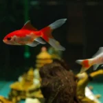 5-stvari-ki-jih-nikoli-ne-smete-dati-v-akvarij.webp.webp