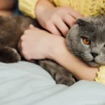 kako-razumeti-da-vas-macka-ljubi-strokovnjak-je-poimenoval-5.webp.webp